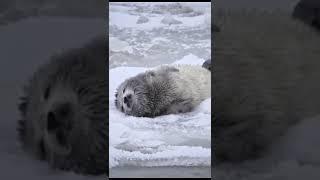 《蔚蓝之境 小海豹跟妈妈学游泳》The Blue World: Learning to Swim with Momma Seal