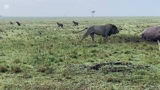 See how hyenas have respect for male lions!lots of hippos died of these lions, cruel nature!!!#fyp