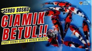 BURUAN!! STOCK KOI BLITAR SUANGAR SERBA MURAH MERIAH!! BODI MANTUL CALON SUPER JOS!!