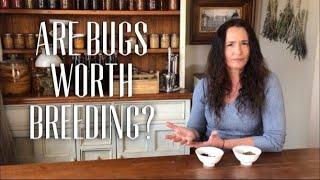 WHAT DO BUGS TASTE LIKE? - are bugs Worth Breeding? #HOMESTEADING #MEALWORMS #CRICKETS