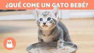 ¿Cómo ALIMENTAR a un GATO de 1 MES?  (Alimentación de un Gato Bebé)