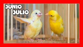  How to breed canaries June - July | Breeding canaries step by step