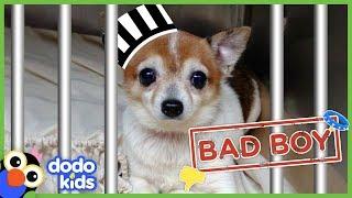 Little Grumpy Dog Is A BAD BOY… Or Is He? | Animal Videos For Kids | Dodo Kids