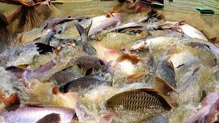 Top 3 UnvileableCast Net Fishing Lake || Big Fish In Bangladesh || Jamuna Fishing JF