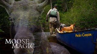 Moose Magic: Algonquin Canoe Trip with an Unforgettable Campsite Visitor!