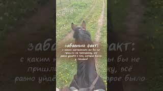 тг:Dasha forever|коноблог #equestriansports #horse #конныйспорт #лошади #конкур #equestrian #конюшня