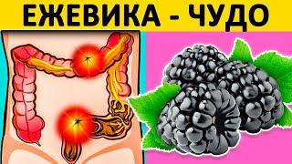 Что ТВОРИТ с организмом ЕЖЕВИКА?! Влияние ежевики на организм человека