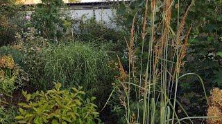 Sorghastrum nutans Indian Steel