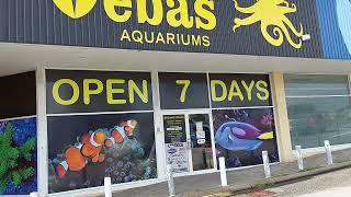 Local Fish Store Tour of Vebas Aquariums