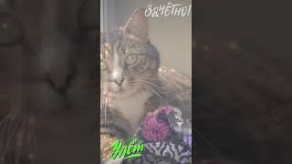 СМЕШНЫЕ КОШКИ, ПРИКОЛЫ С КОШКАМИ 