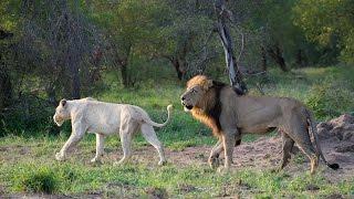 White Lioness Mating with Trilogy Male Lion