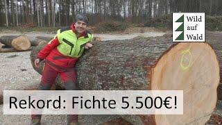 €xtrem teures € Holz von Nadelbäumen - die Wertholzversteigerung 2022 #wildaufwald