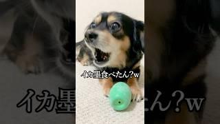 どうしようもない気持ちを喋る犬