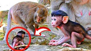 Poor Tiny Baby Beg Milk, Needs Very Much Milk But Mom Let Him Walk, So Lovely Baby Monkey Wildlife