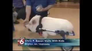 News anchor laughs uncontrollably about Chris P Bacon the pig