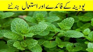 Pudina khane ke fayde || Pudina Benefits in urdu || Pudina ka istemal ||  Podina Ke Fayde