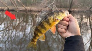 Maryland Yellow Perch Run 2023 *The CREEKS Are HOT!!*