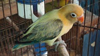 HARGA LOVEBIRD JENIS BIOLA DIKANDANG JEJAK FORESTER 21