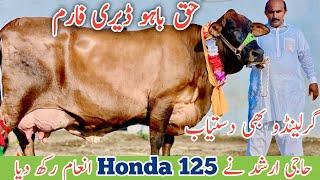 Haq Bahoo Dairy Farm | Girlando cow | Australian Cows | Jani Best | 7 September 2024