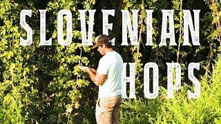 Harvesting Hops In Slovenia with Jeff Bradford