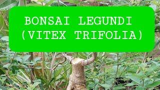 BONSAI LEGUNDI UNIK (VITEX TRIFOLIA) #shorts