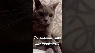 ПОДПИСЫВАЙСЯ, в блоге жизнь с хаски!️ #хаскивидео #хаски #мем #собака #собакаулыбака #юмор #питомцы