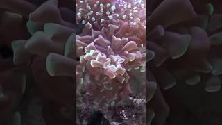 The Beautiful Underwater World