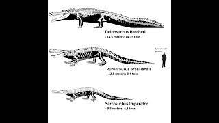 Deinosuchus, Purussaurus, and Sarcosuchus size comparison