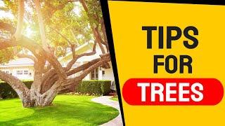 10 Feng Shui Tips for Trees