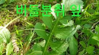 산야초 공부 ----)공부는 이렇게00035,4구 산삼,중간급 고산지대 약초,산나물,식물.