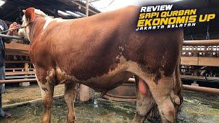 Update Sapi Qurban Ekonomis Up Di Jakarta | Garansi Sapi Sehat, Gratis Perawatan Dan Gratis Ongkir