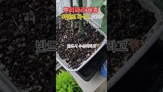 식물 뿌리파리 해충 이걸로 싸~악 #뿌리파리#해충#애프키라