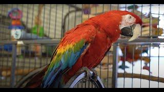 Rhode Island Parrot Rescue