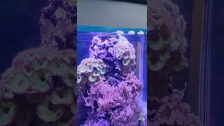 2023 bauerle cam aquar anemone