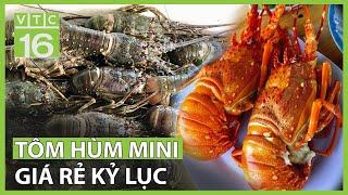 Tôm hùm mini giá rẻ kỷ lục | VTC16