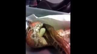 Feeding_Time