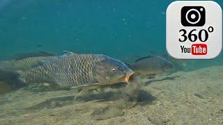 360° Carp Fishing: Watch Carp Gather, Eat, and Get Hooked!