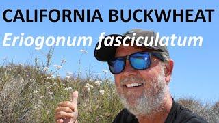 California Buckwheat Eriogonum fasciculatum - Wild Buckwheat identification and facts