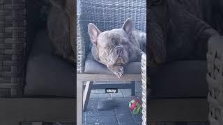 George G The Frenchie Was Not Happy #george #frenchie #nothappy #dogdad
