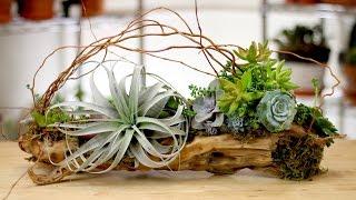 Driftwood + Air Plants + Succulents