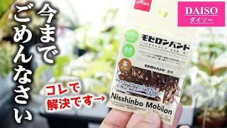 もっと早く買えば良かった…、超おすすめされる100均商品がこちらです【観葉植物フィカス】