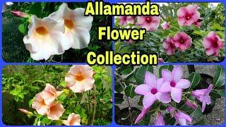 Variety Allamanda flowers || Allamanda Plant Variety