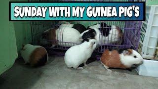 Guinea Pigs Sunday Vlog || Guinea Pig Adoption center Planet Blue Anand