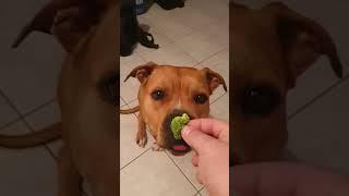 amstaff eat broccoli o ivan troi mprokolo