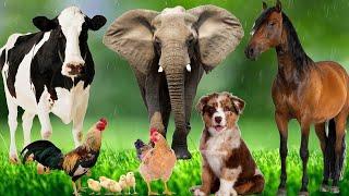 Distinguishing terrestrial animals - Horse, Elephant, Cat, Dog, Cow - Animal Sounds