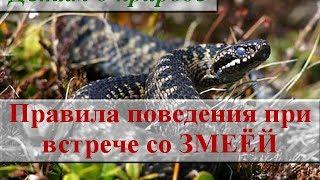 Правила безопасного поведения в лесу ∿ Встреча со змеёй