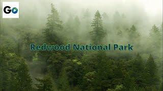 Redwood National Park