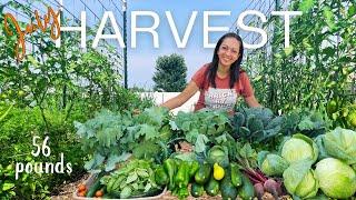 Incredible Organic Garden Harvest | Zone 6a Michigan #urbanhomestead