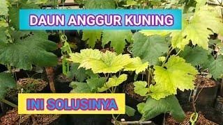 Mengatasi daun anggur kuning