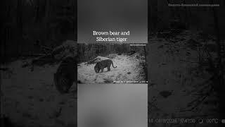 Brown bear and siberian tiger #siberiantiger #bear #viralvideo #video #animals